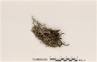 藏品(分枝石蕊)的圖片